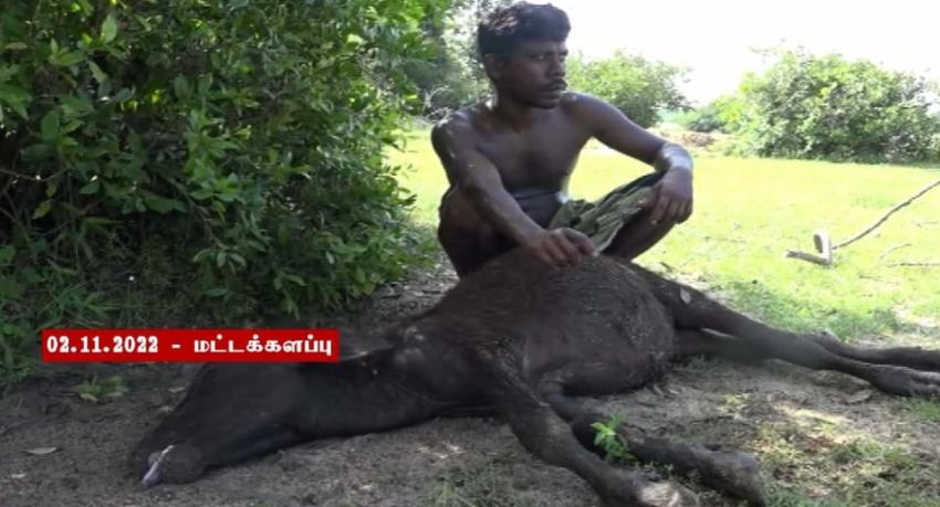 மட்டக்களப்பில் தொடர்ந்து மடியும் கால்நடைகள்